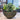 SG Traders Cathay Bowl Plant Pot (Set of 2) - SGTraders