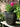 SG Traders™ 25cm Antique Cromarty PLANT POT - SGTraders