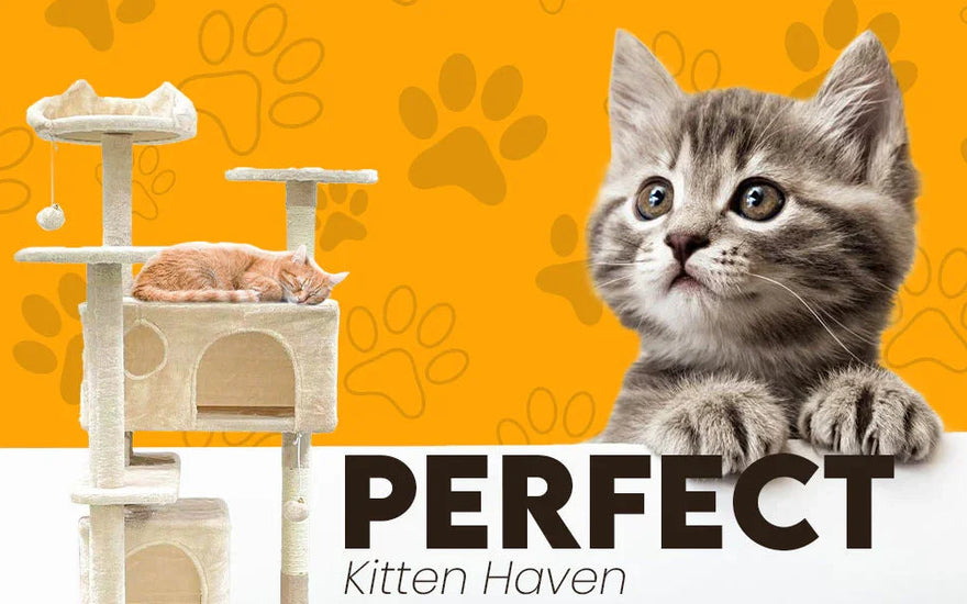 Sleeping orange cat on beige cat tree against orange paw print background with gray kitten and text Perfect Kitten Haven