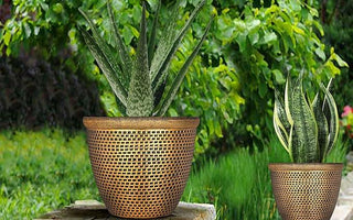 Two aloe vera plants in woven brown pots placed on stone pillars in a lush green garden