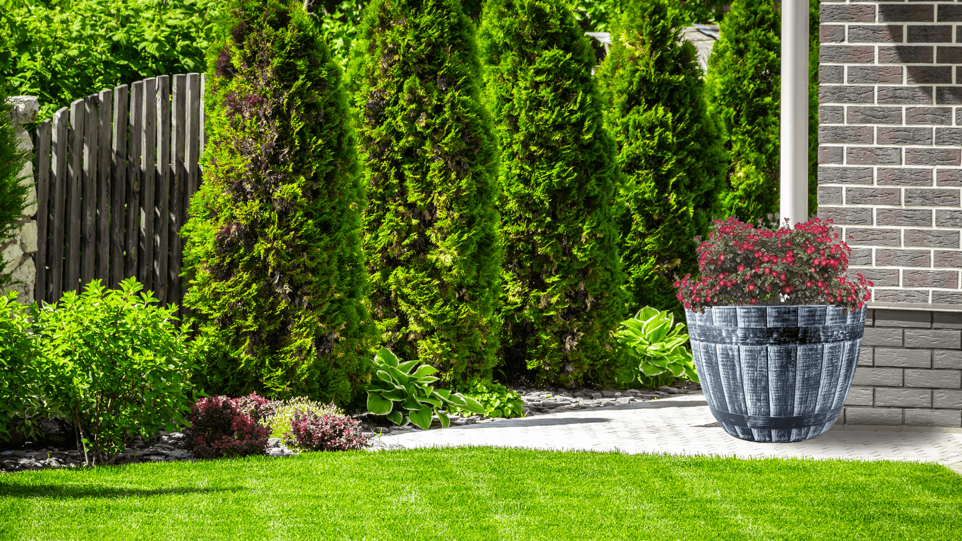 Outdoor garden with green lawn, evergreen shrubs, wooden fence, and large rustic half barrel planter with red flowers