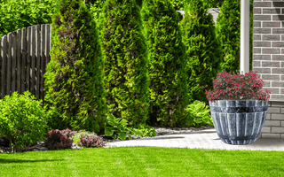 Outdoor garden with green lawn, evergreen shrubs, wooden fence, and large rustic half barrel planter with red flowers