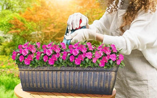 Young woman watering vibrant pink flowers in a decorative window box planter outdoors