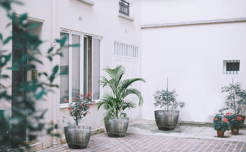 White courtyard with potted plants including palm and flowering shrubs near building windows