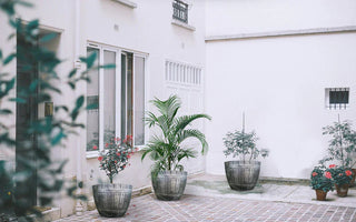 White courtyard with potted plants including palm and flowering shrubs near building windows