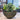SG Traders Cathay Bowl Plant Pot (Set of 2) - - 