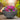 SG Traders Cathay Bowl Plant Pot (Set of 2) - - 