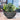 SG Traders Cathay Bowl Plant Pot (Set of 2) - - 