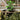 SG Traders™  Diamond Cut Planters - - 