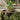 SG Traders™  Diamond Cut Planters - - 