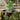 SG Traders™  Diamond Cut Planters - - 