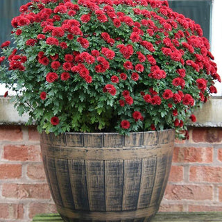 SG Traders™ Large Barrel Planter - - 