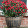 SG Traders™ Large Barrel Planter - - 
