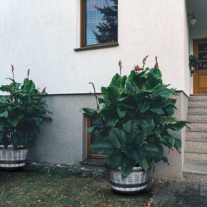 SG Traders™ Large Half Barrel Cask Planter - - 