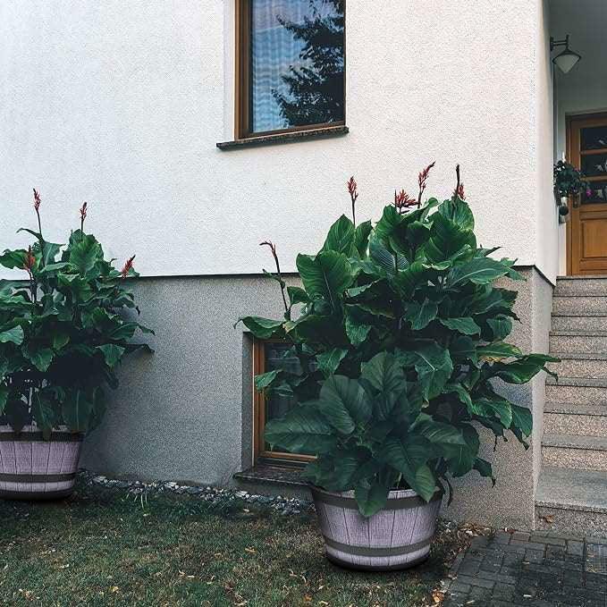 SG Traders™ Large Half Barrel Cask Planter - - 