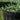 SG Traders Large Round Plastic Barrel Tub Planter - - 