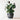 SG Traders Large Round Plastic Barrel Tub Planter - - 