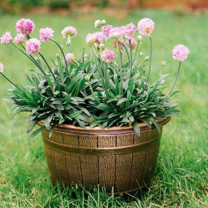 SG Traders™ Round Plastic Barrel Tub Planters - - 