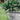SG Traders™ Round Plastic Barrel Tub Planters - - 