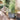 SG Traders™ Serenity Plant Pots (Pack of 2) - - 