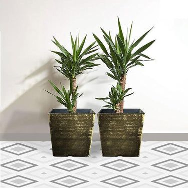 SG Traders Square Gloss Plant Pot (pack of 2) - - 