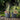 SG Traders Square Gloss Plant Pot (pack of 2) - - 
