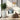 SG Traders™ Tall Savannah (Parent) - - 