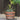 SG Traders™ Whisky Barrel Brown Garden Planter - - 
