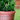 SG Traders 2 X Large Plastic Round Cromarty Plant Pot Flower