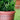 SG Traders Antique Cromarty PLANT POT