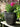 SG Traders 2 X Large Plastic Round Cromarty Plant Pot Flower