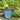SG Traders™ Savannah plant pots
