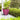 SG Traders™ Savannah plant pots