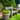 SG TRADERS™ Starry Sky Planters (Pack of 2)