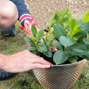 SG TRADERS™ Starry Sky Planters (Pack of 2)